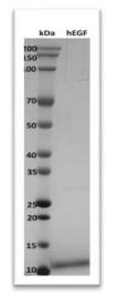 SDS-PAGE (EGF-58H).jpg